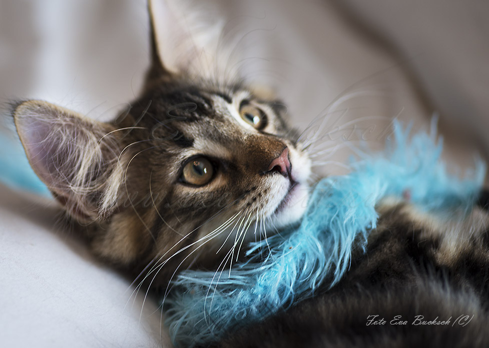 Huldrelandets norska skogkatter - foto av Eva Bucksch